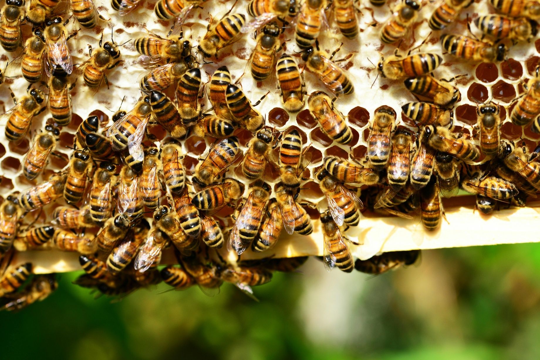 Бджолопакети,сім'ї. 1000грн