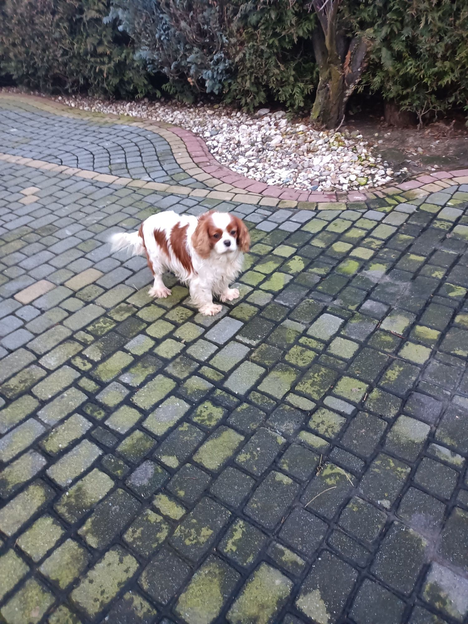 Cavalier King Charles spaniel