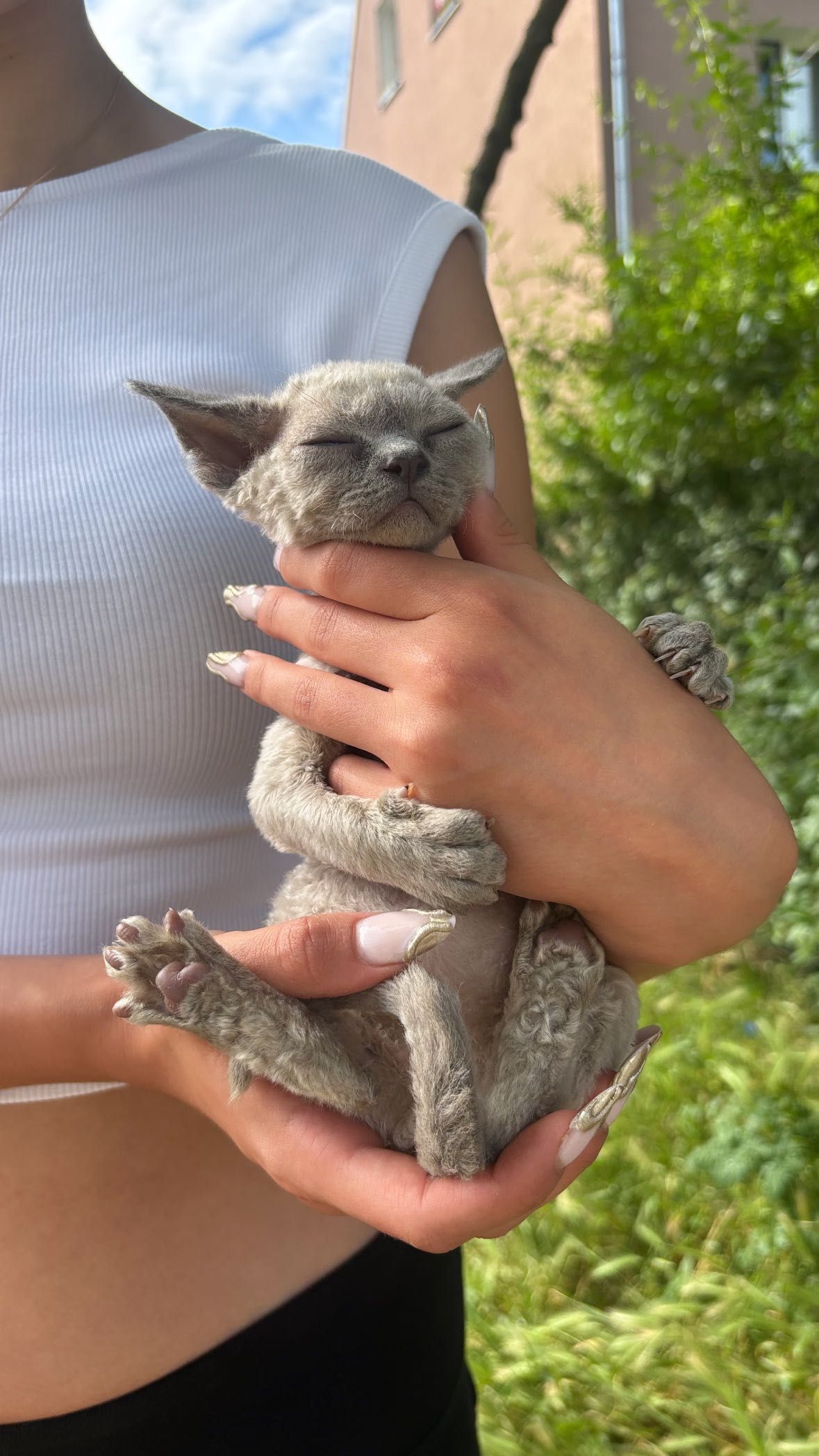 Devon rex Terra amoris