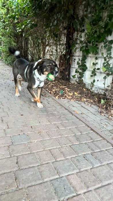 Fred wesoły, pieknyi młody  szuka domu