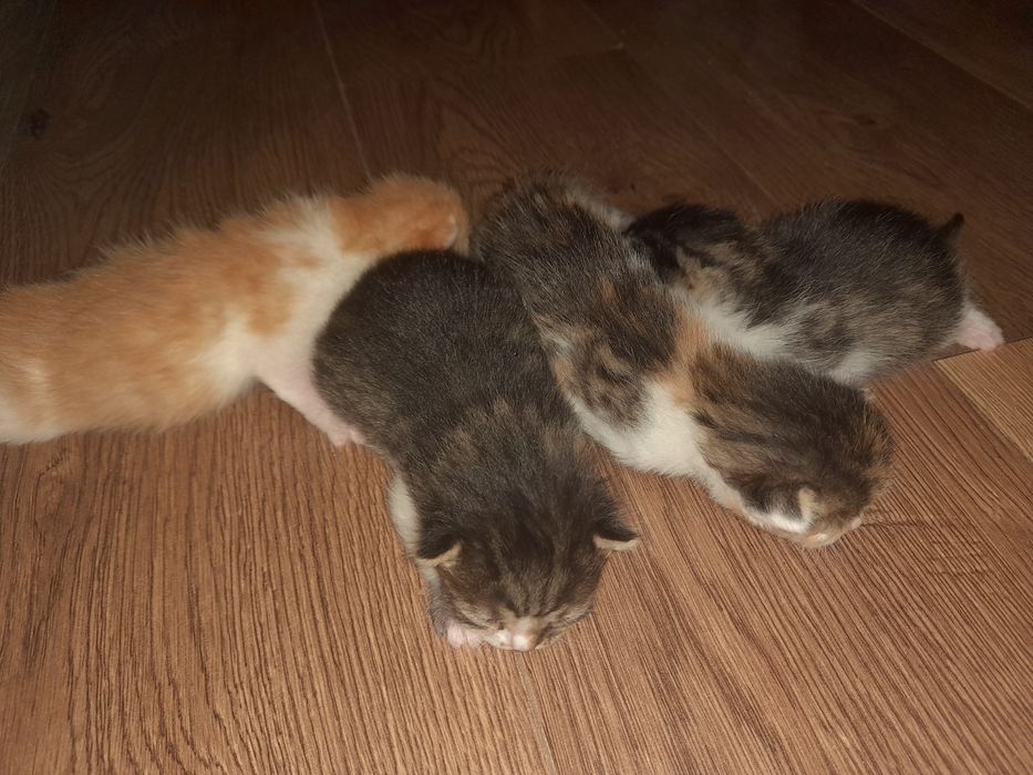 Kotki do adopcji