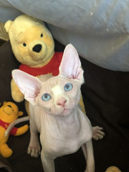 Красивейшая  малышка сфинкс