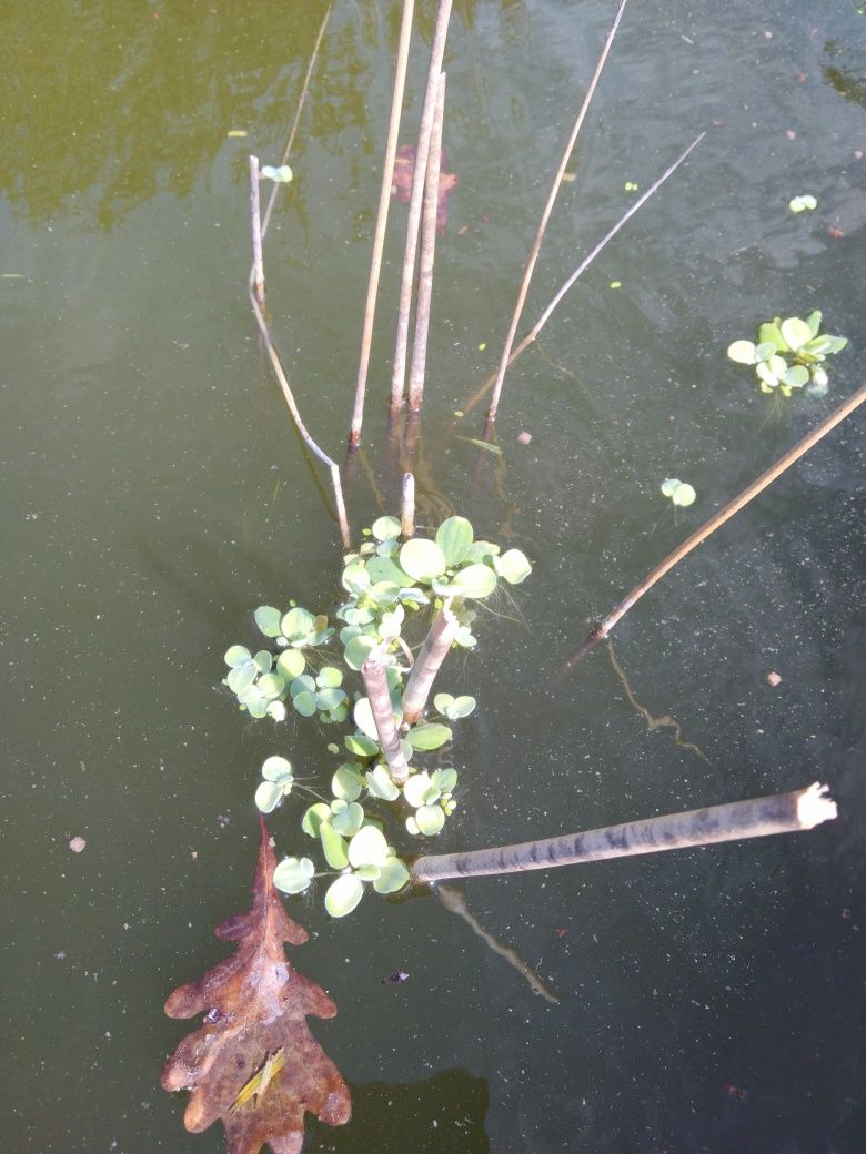 Pistia roślina do oczka