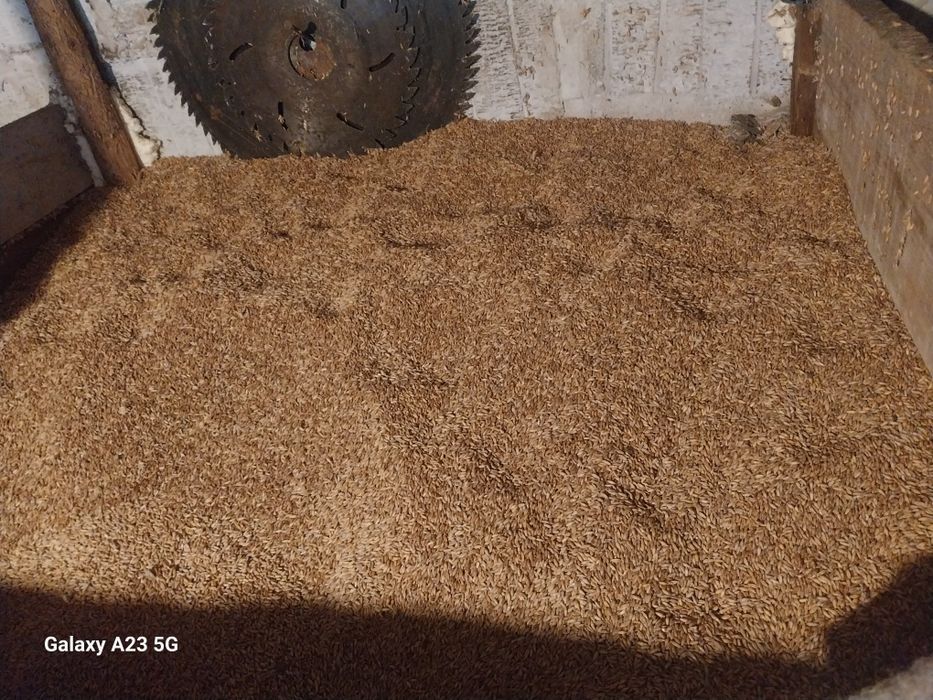 Sprzedam zboże paszowe pszenżyto