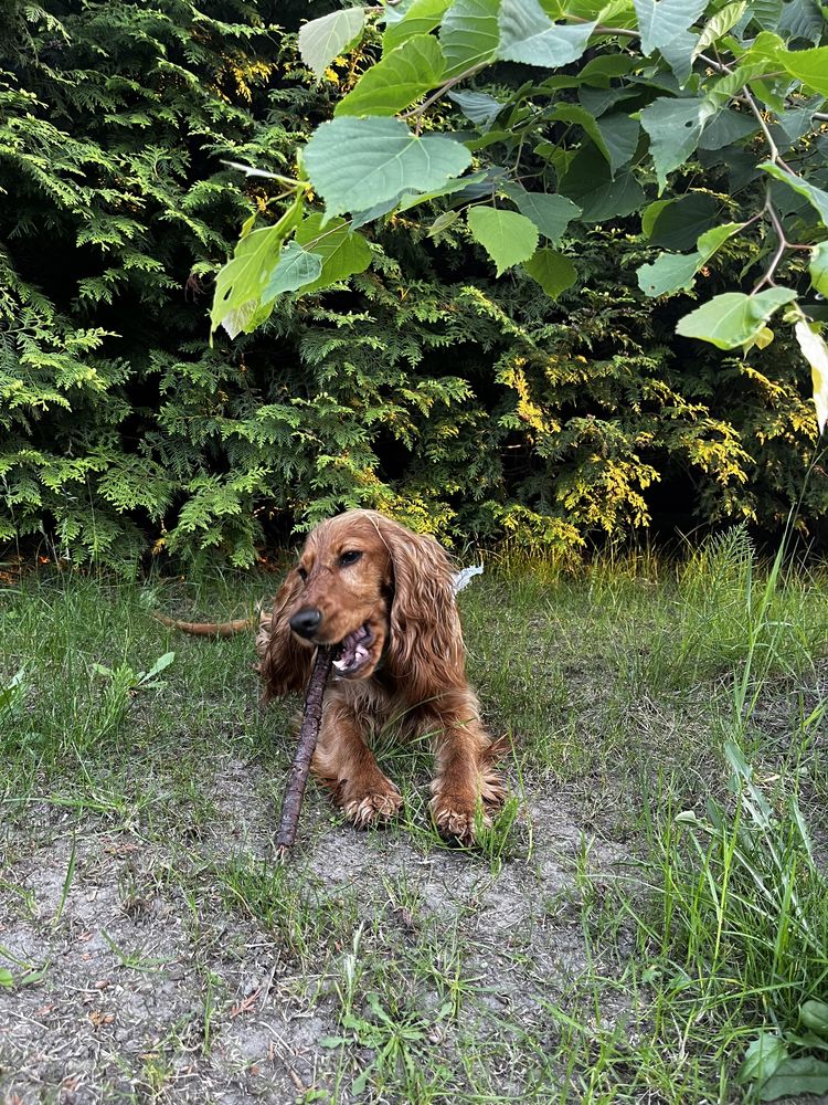 Hotel domowy, Opieka dla zwierząt, Petsitter