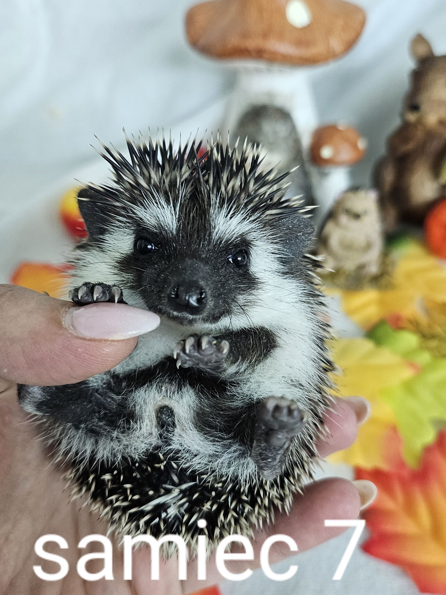 Jeż afrykanski jez pigmejski