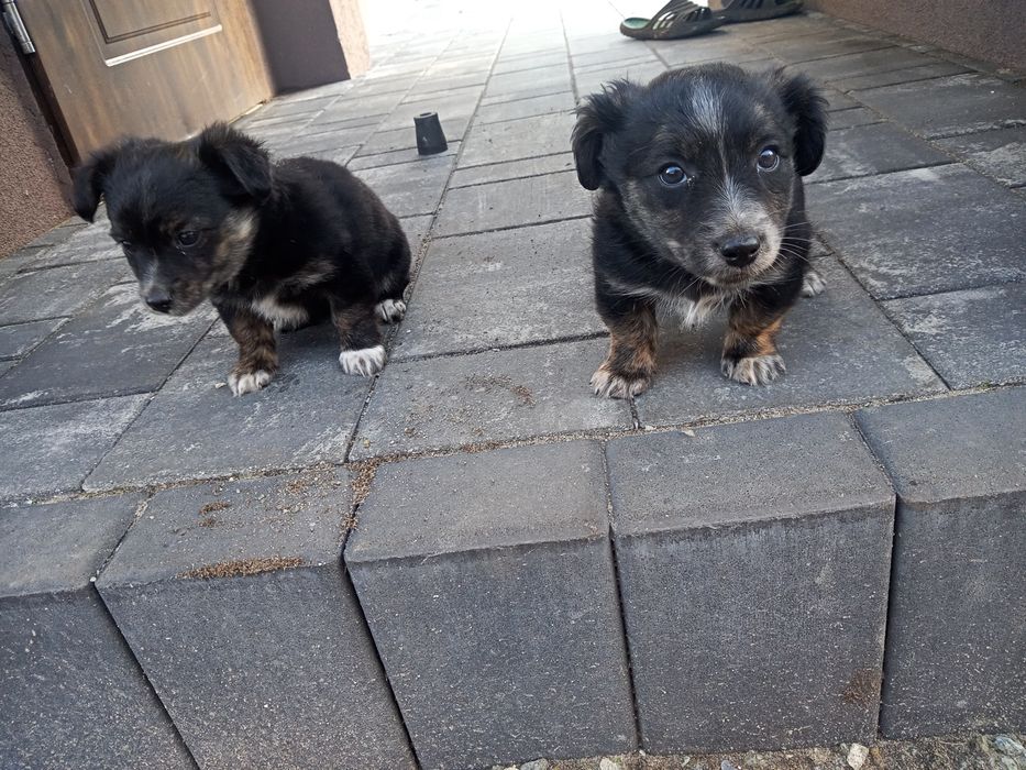 Oddam pieski za darmo