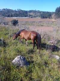 Cavalo Cruzado português