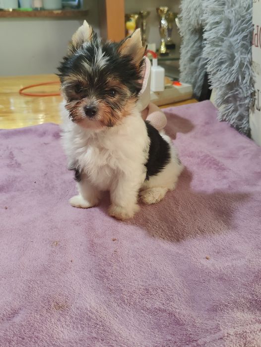 DEE DEE piękna suczka Yorkshire terrier Biewer