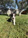 Border collie Castanho