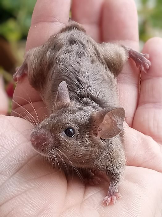 Mysz rasowa SAMIEC , SAMICA myszka myszki myszy