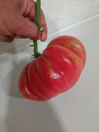 Sementes de Tomate Coração de Boi - Especiais