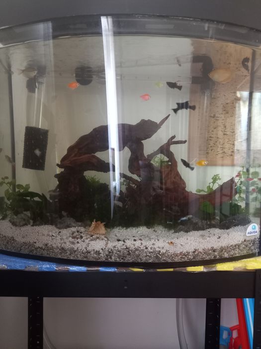 Акваріум панорамний овальний 75 л (60×21/30×49), 6 мм, б/у