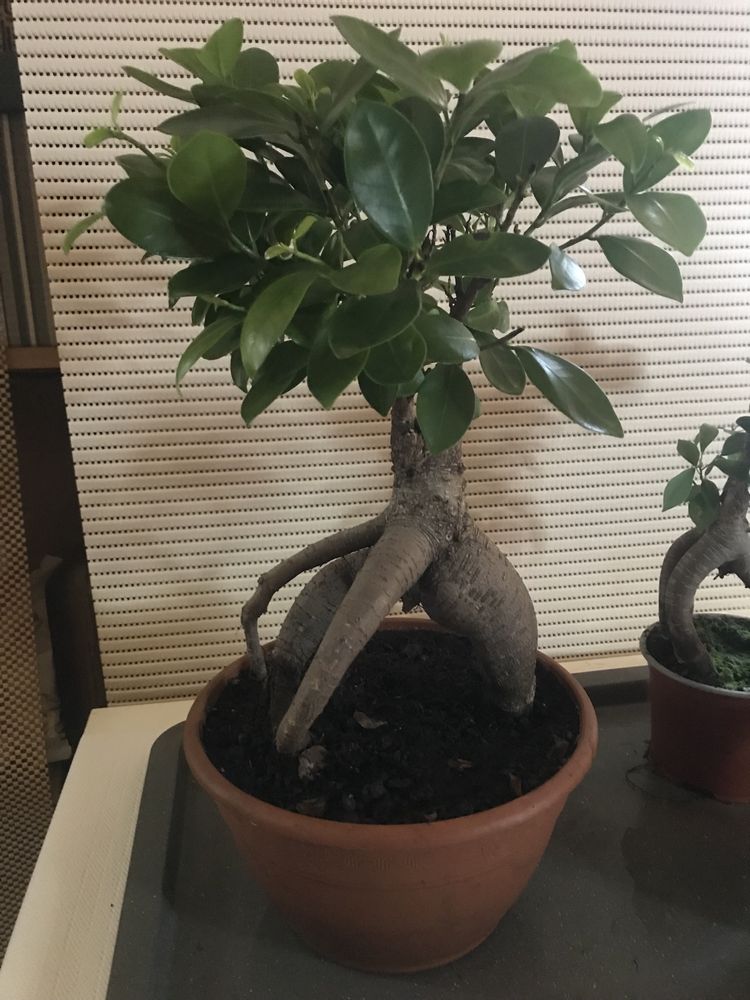 Rodzina Bonsai duza kpl. 3 szt.