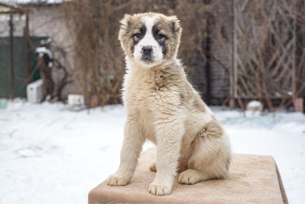 Продаж цуценят САВ (алабай)