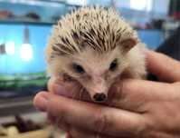Jeż Pigmejski Afrykański Samiec - Sklep Zoologiczny