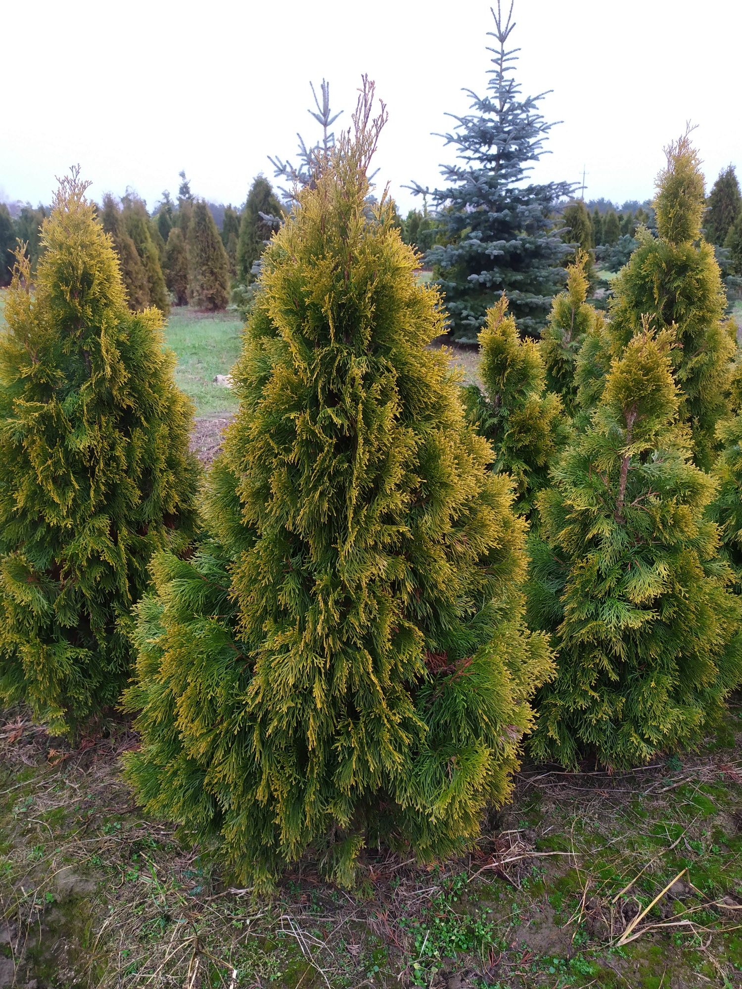 Thuja Tuja Golden Smaragd 100+ Szmaragd żółta