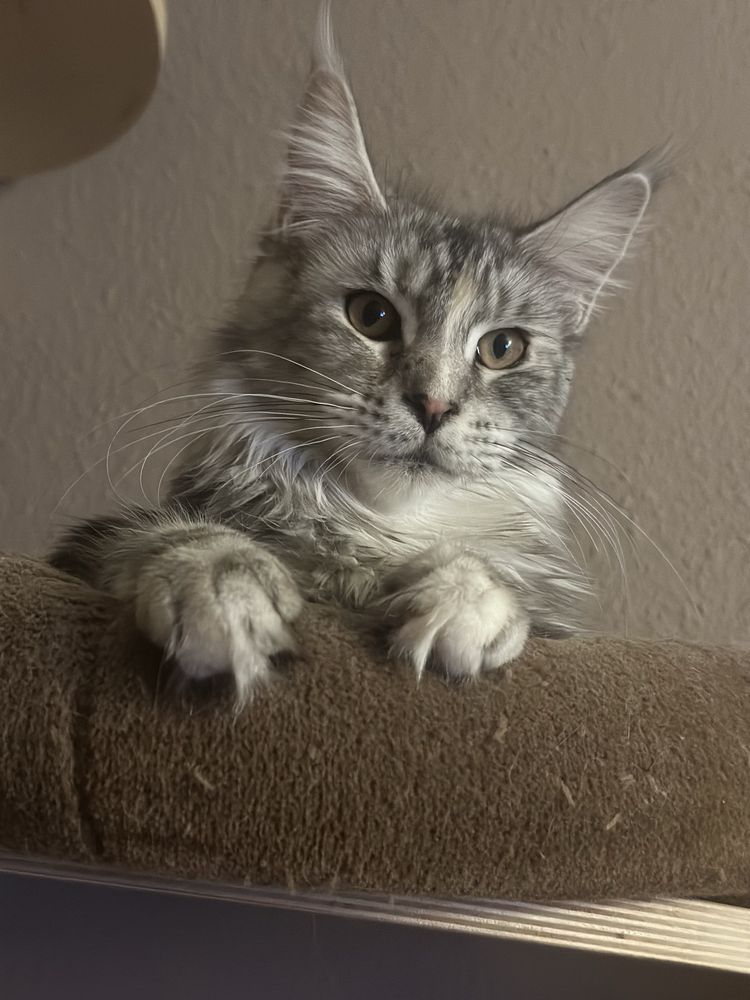 Kotka Maine Coon Dianka Serce Taranisa*PL