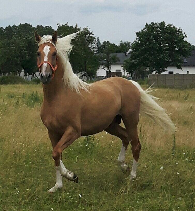 Ogierek izabelowaty/palomino