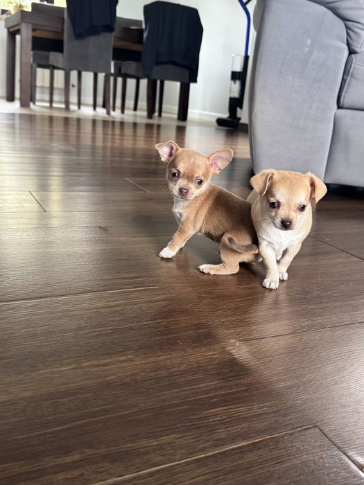 Chihuahua piesek