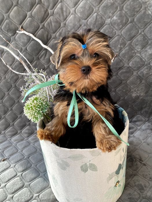 Йорки гарнесенькі