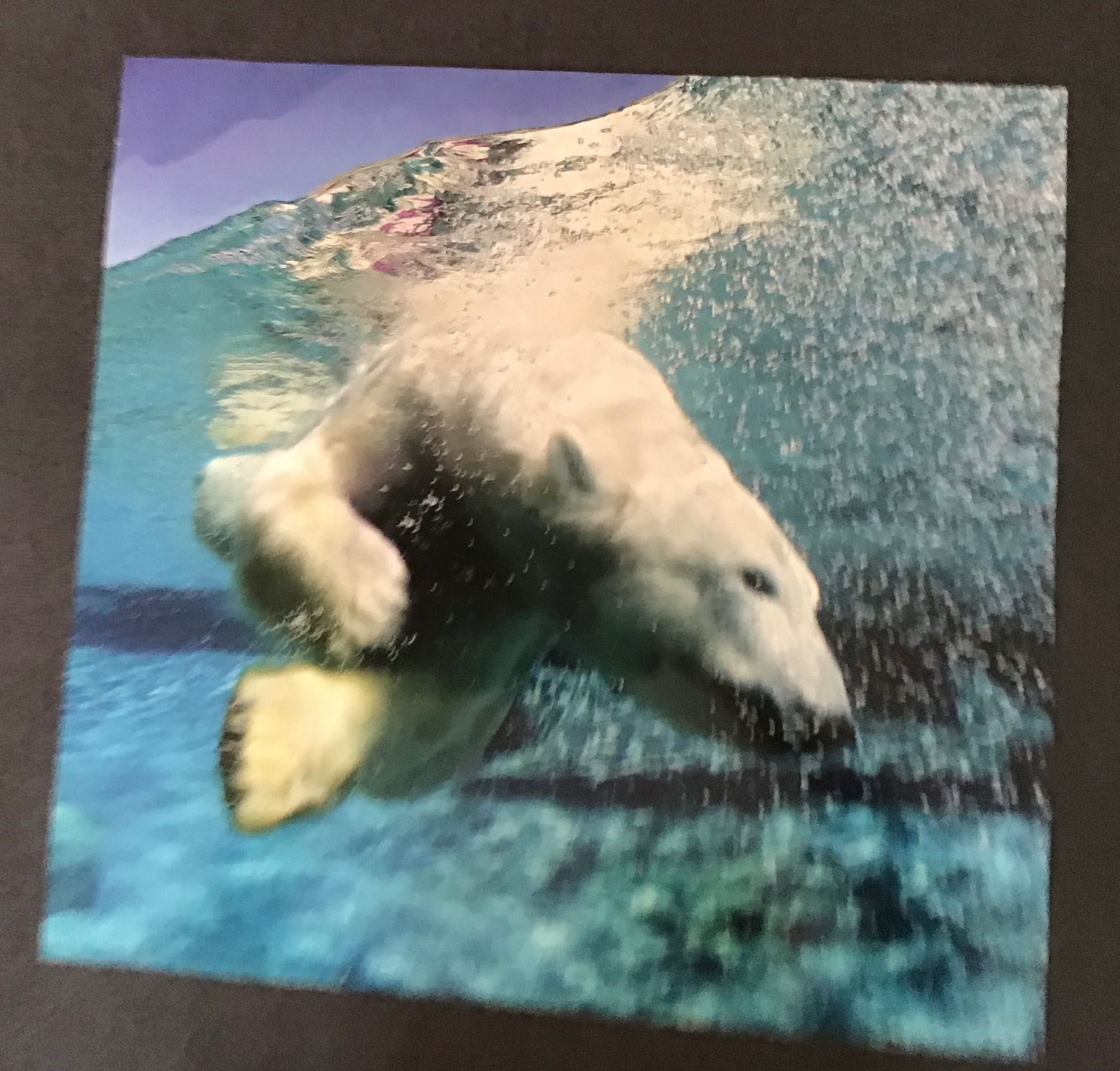 Zdjęcie dwustronne do antyramy - z niedźwiedziami polarnymi .