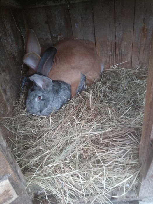 Olbrzym belgijski szynszylowy. Samica zakocona
