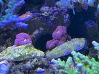 Blastomussa koralowiec