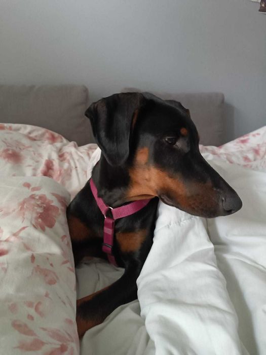 Oddam psa rasy doberman