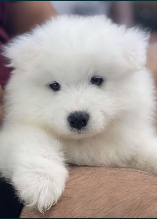 Samojed Suczka Niesamowita, Rozsądna cena