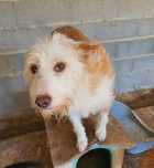 Chance- cão de porte médio para adoção