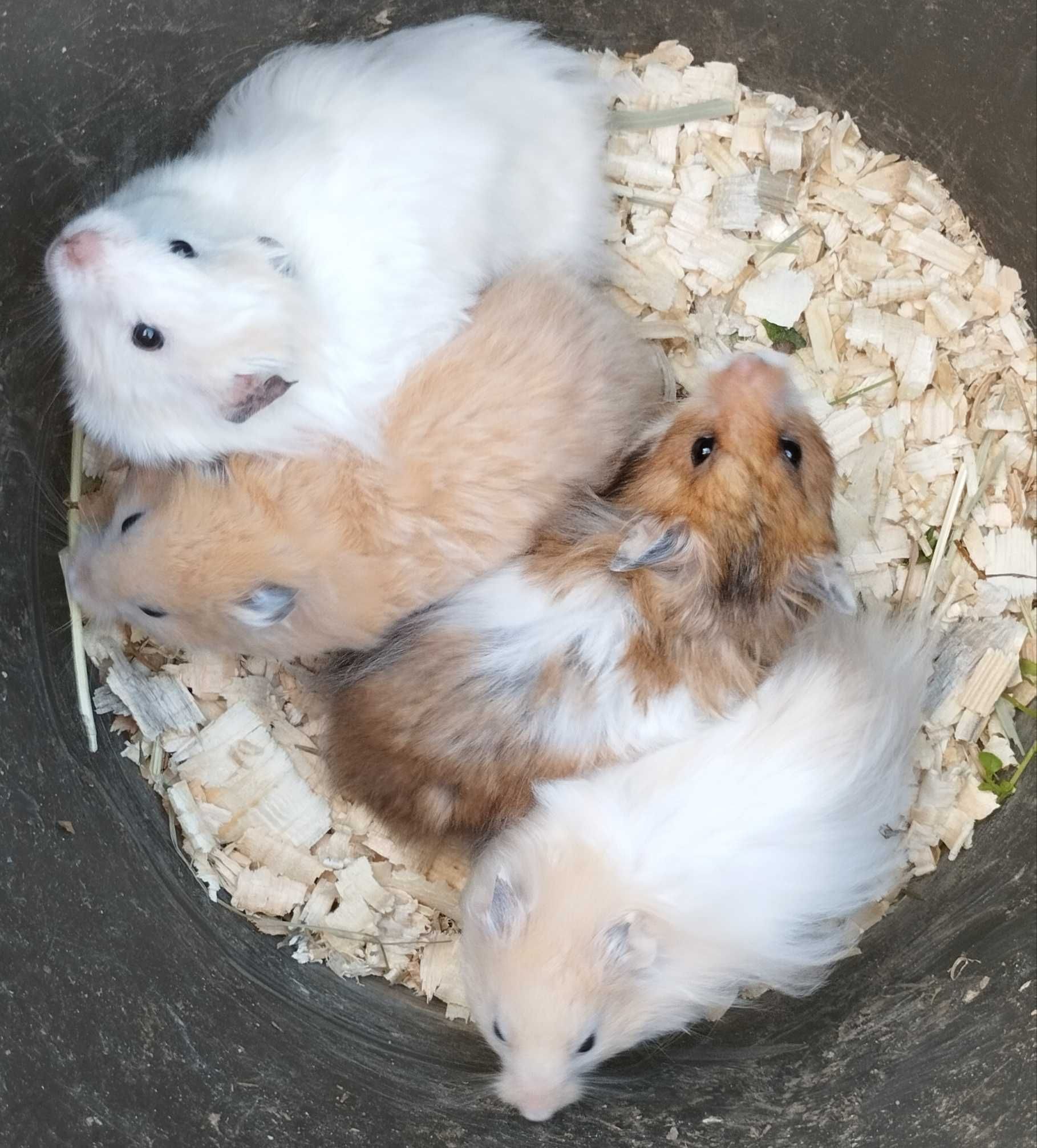 Королевские хомячки. Хом'яки