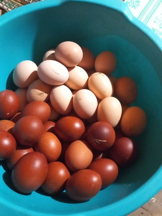 Півень Маран Чорно-Мідний