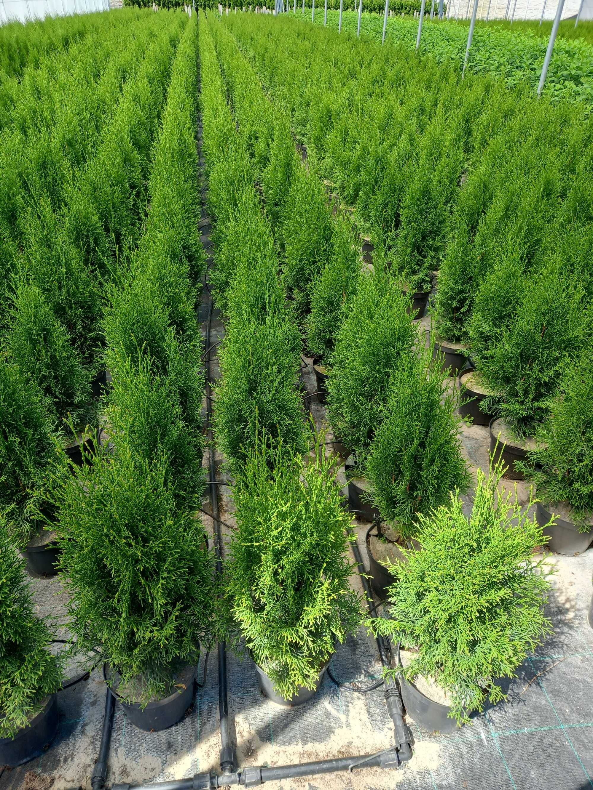 Tuje SZMARAGD (Thuja Smaragd) 80-100 cm PRODUCENT, Tuja. RADOM