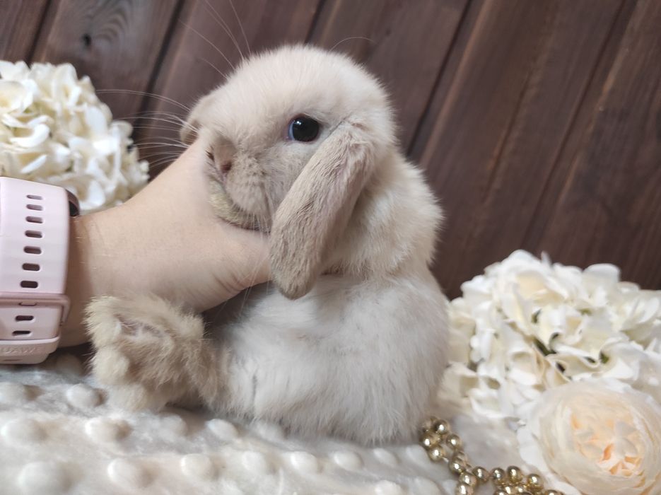 Mini Lopki z WYPRAWKĄ I KSIĄŻECZKĄ Śliczne Malutkie Króliczki