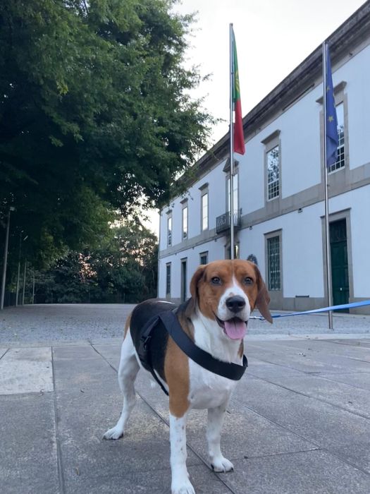 Pet sitting e pet walking