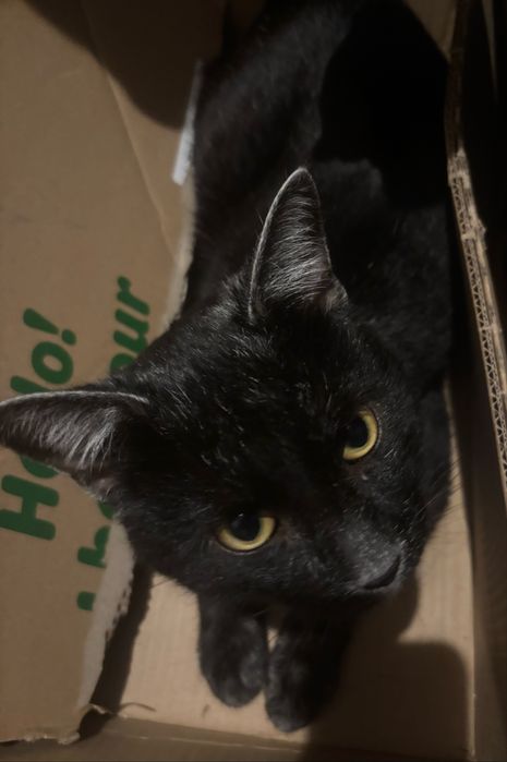 PILNE! Oddam młodego kocura