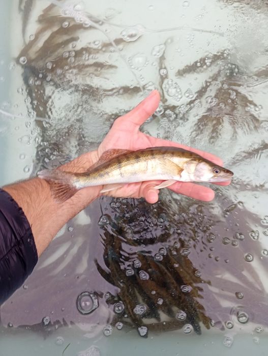 Sandacz 20-25cm. Okoń  , Węgorz  ,Miętus.