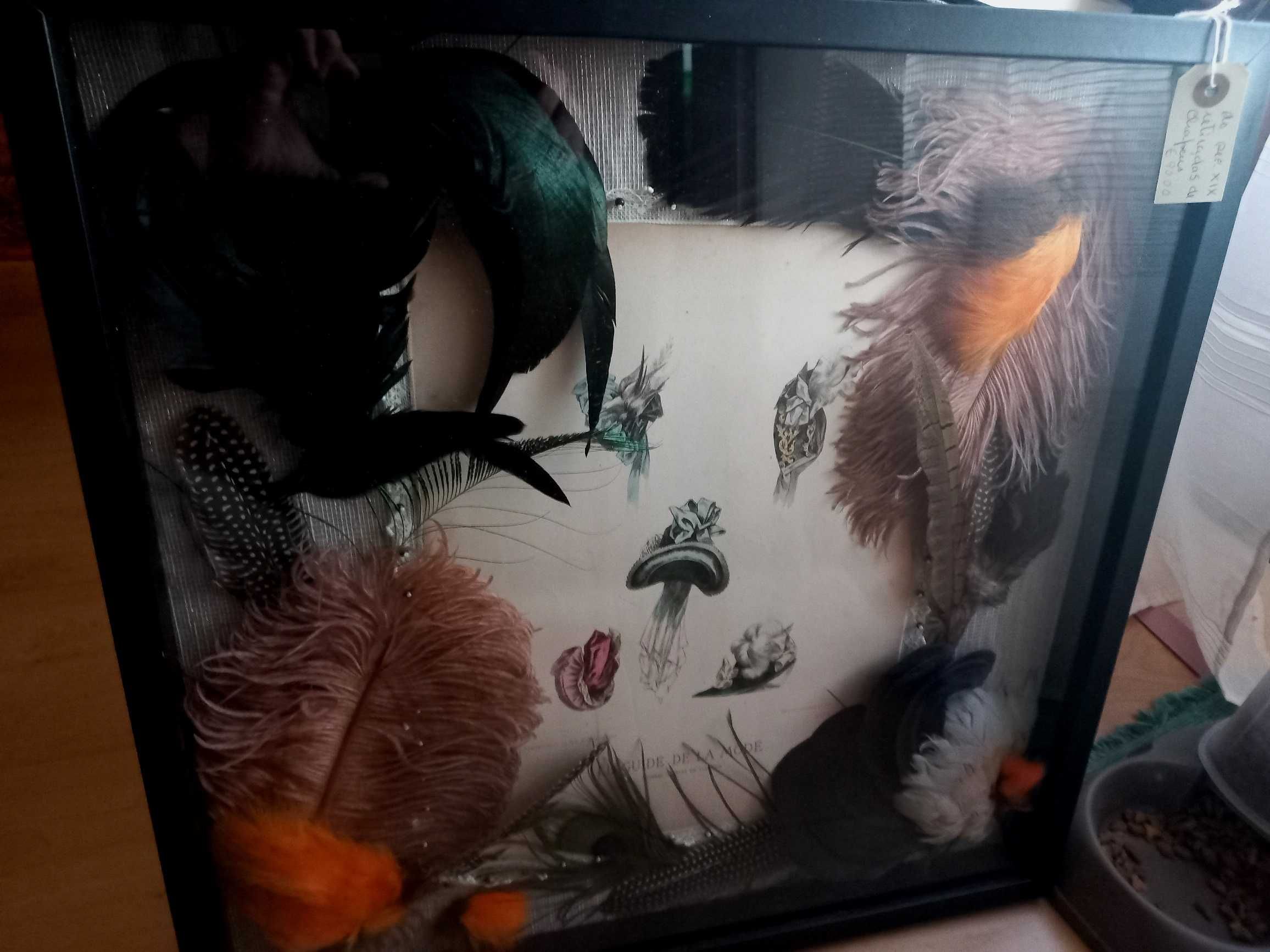 Quadro decorativo composição penas aves moda antiga