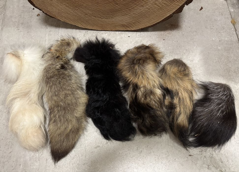 Ogon z lisa , kita lisia , 6 szt, hubertus