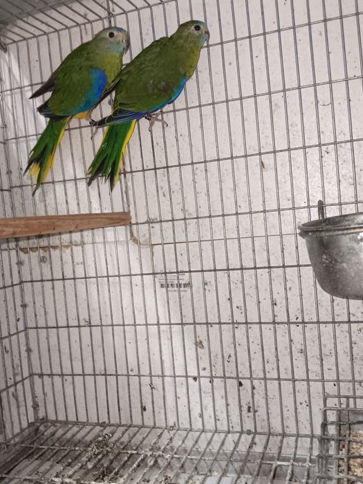 Pyrrhura hypoxantha azul e turquosines