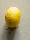 Maracujá Amarelo (Passiflora edulis flavicarpa)
