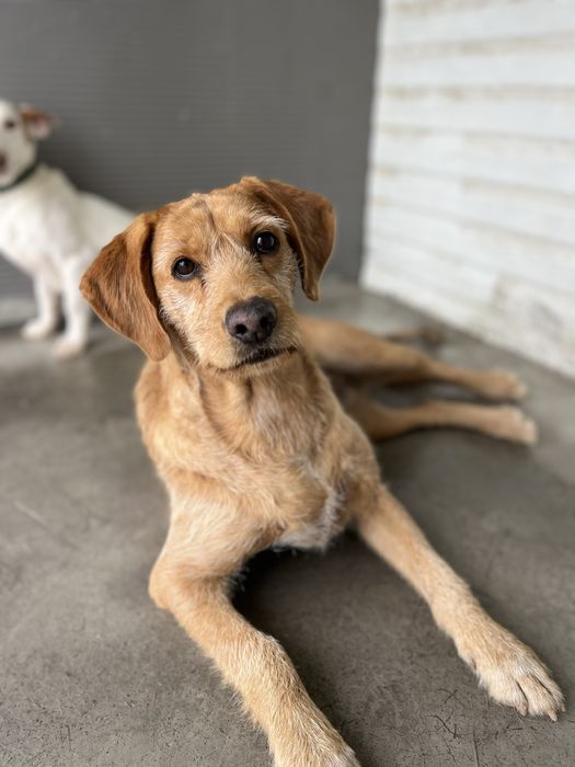Anita- Uma Cadelinha super amorosa!