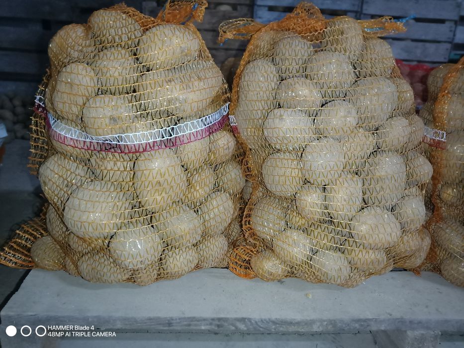 Ziemniaki jadalne Michalina i Vineta oraz odpadowe