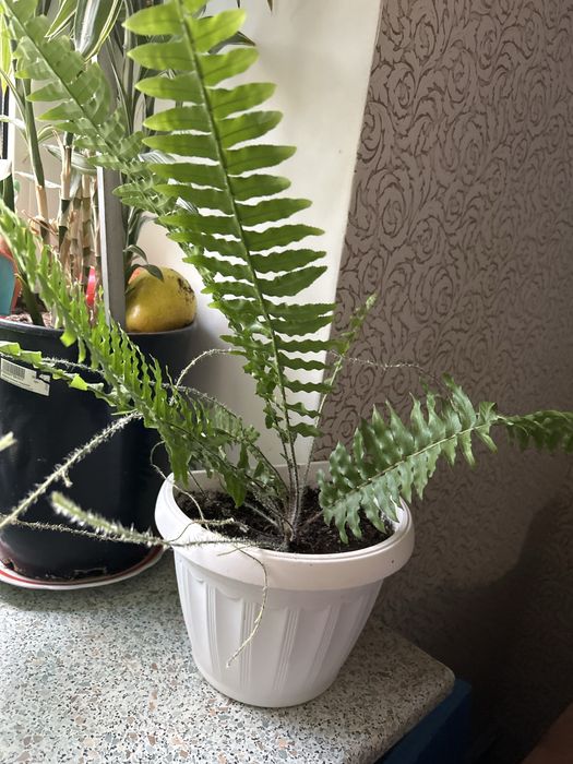 Папоротник нефролепис