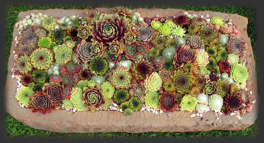 ROJNIK - SEMPERVIVUM - zestaw 20 różnych odmian - sadzonki