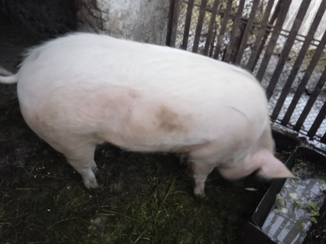 Продам домашню свиню