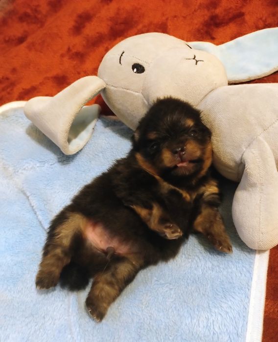 Pomeranian Szpic miniaturowy