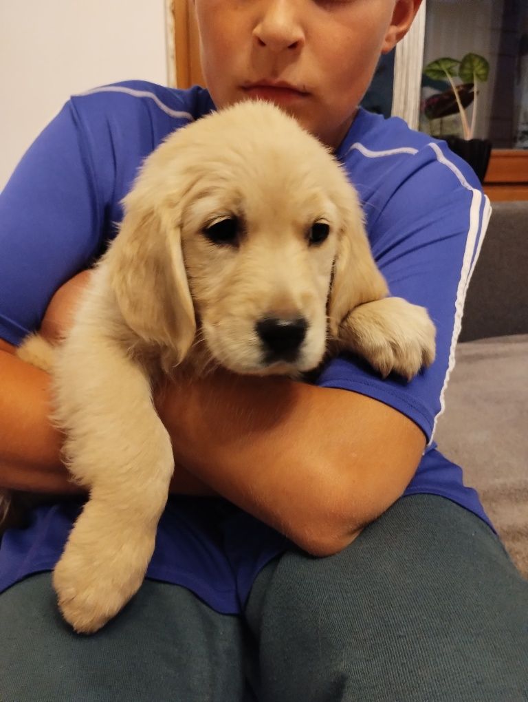 Golden retriever szczeniaki piesek