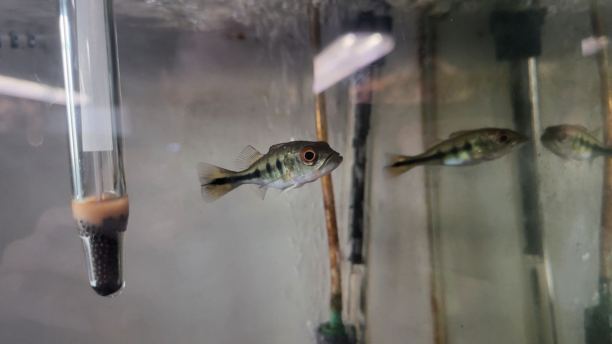 Ciclha kelberi Tamanho 6/7cm